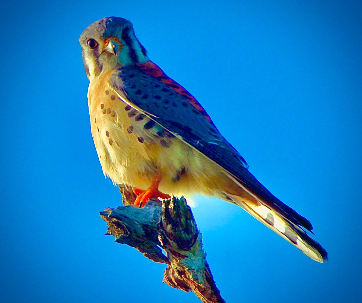 KwikWarren's tweet photo. Not the best lighting, but this little American kestrel falcon gave me the “What you talking ‘bout Willis?!” look. LOL. #Birding https://t.co/Wb4ElOZZJg