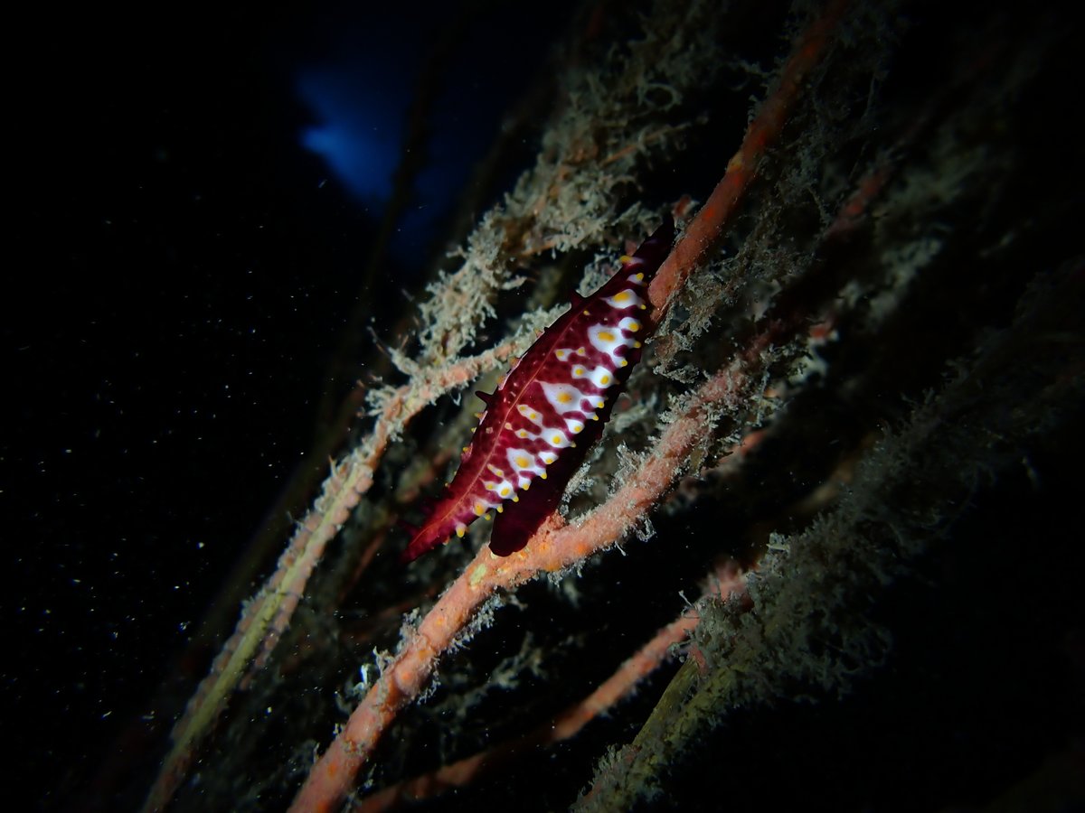 MSA (@malsocaus) on Twitter photo 🚨 Last chance to register for #Molluscs2024! Don’t miss out—registrations close on November 14, 2024. Secure your spot now! 🐚
For more info: molluscs2024.com.au
photos by <a href="/henry_carrick/">Henry Carrick</a> 🚨 Last chance to register for #Molluscs2024! Don’t miss out—registrations close on November 14, 2024. Secure your spot now! 🐚
For more info: molluscs2024.com.au
photos by <a href="/henry_carrick/">Henry Carrick</a>