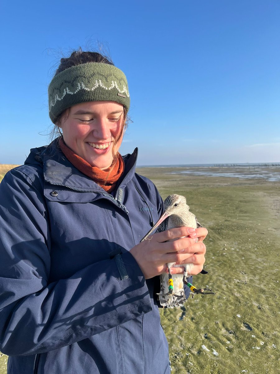 Anna Vorenkamp just started PhD on bar-tailed #godwits in #WaddenSea with @RoelandBom at  <a href="/NIOZwdrc/">Wadden & Delta Centre</a>. Her work is part of #WAAKVOGELS project <a href="/Waddenfonds/">Waddenfonds</a> with fieldwork on #Griend. Today she met a male ringed 26 years ago at Schiermonnikoog, Anne being at least 2 years younger!