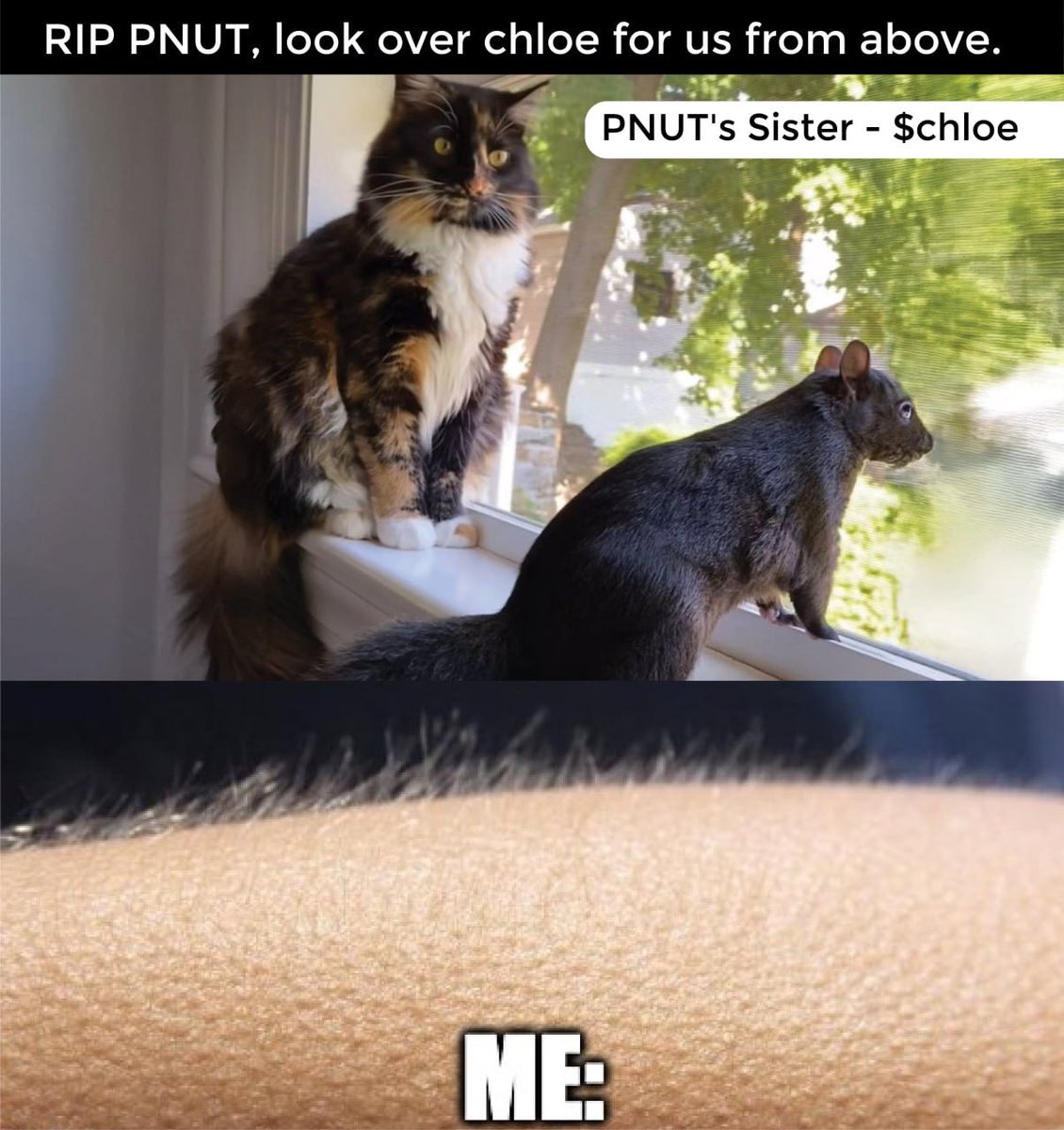 chloepnutsister's tweet photo. $CHLOE reminiscing about her big bro, PNUT. Family love, even in the nutty world of crypto! 

#SOL #CHLOE #PNUT https://t.co/juWTkNcATv