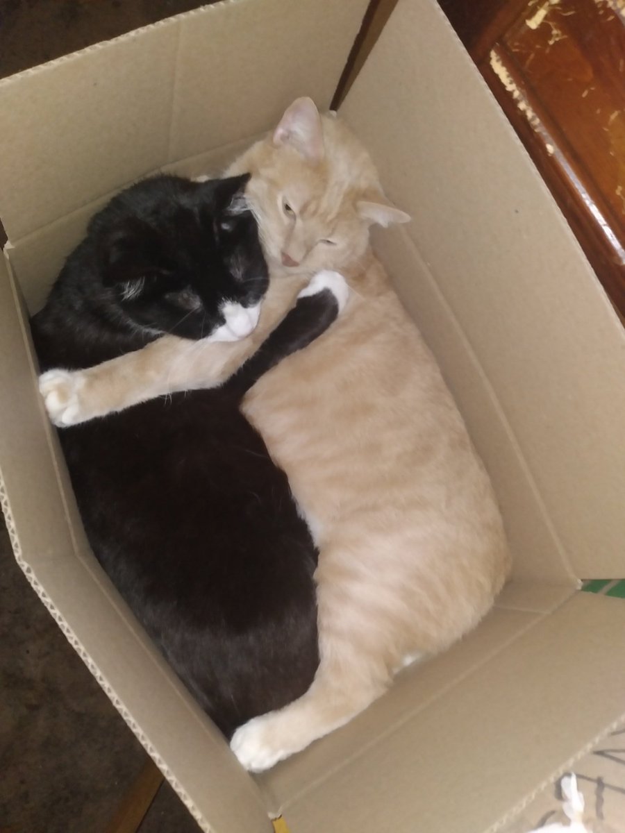 Life is like a box of kitties, full of cuddles and cuteness

Photo from rhis week's board meeting ar Lap Cat Arts  , a dep brainstorming session in progress

#CatsOfTwitter #CatsofX