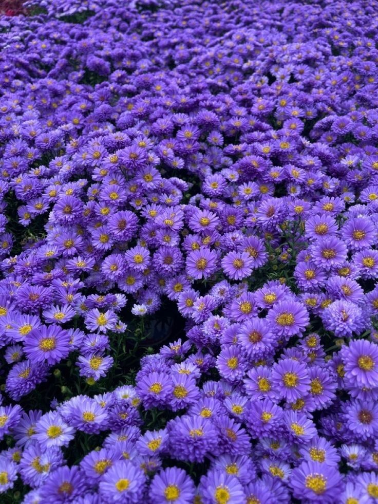 violet✧*。 tweet media