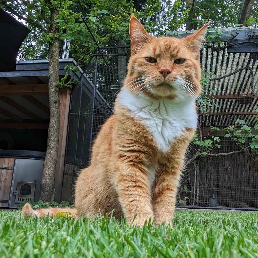 Today 5th of November 2024 Our cat Jan has passed away at 16 years of age.

He was an amazing cat that brought joy and was a part of the family and was my little brother.

I will miss him alot but he is not in pain anymore. 
May he have a good and well deserved Rest