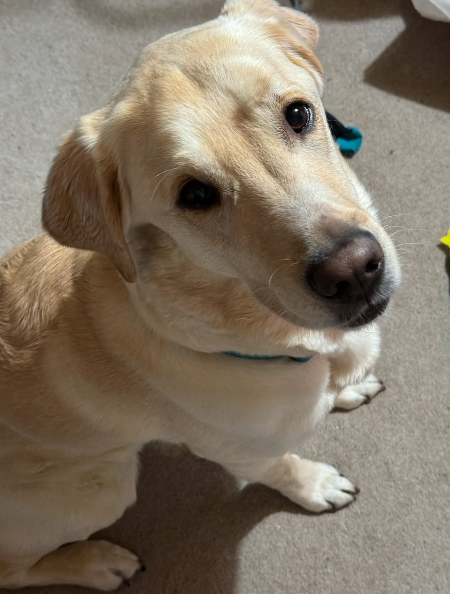 I am totally 100% against the public sale of fireworks in shops and online

🦮 Sam is terrified of them every year. It’s not just one night either, it goes on for days