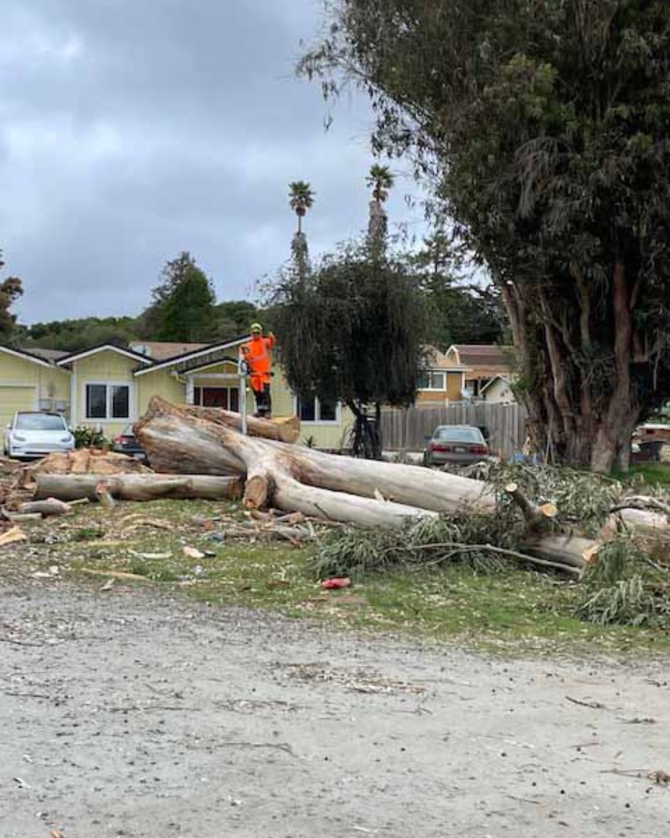 ColoresTree's tweet image. Your trees deserve a fresh start! My tree cleaning services will remove dead branches and debris, promoting healthier growth. Schedule a cleaning session with me and see the difference!
#TreeCleaning #ColoresTreeService 
treeservicesaromas.com/about_me