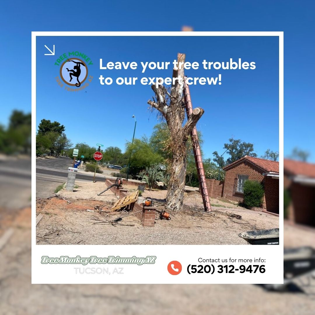 Treemonkeytrim's tweet image. Do you need large tree removal without the hassle? Tree Monkey Tree Trimming AZ&apos;s experienced team takes care of everything, ensuring your property is safe and transparent. Let&apos;s handle the heavy lifting for you! 

#LargeTreeRemoval  
treetrimmingtucson.com/about
