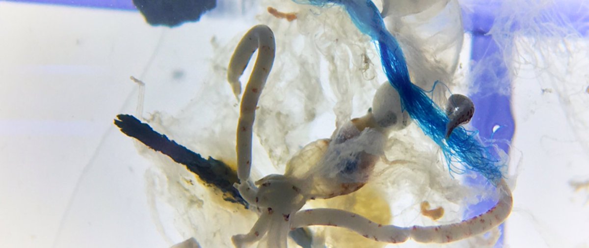 OSU Ag Sciences tweet media