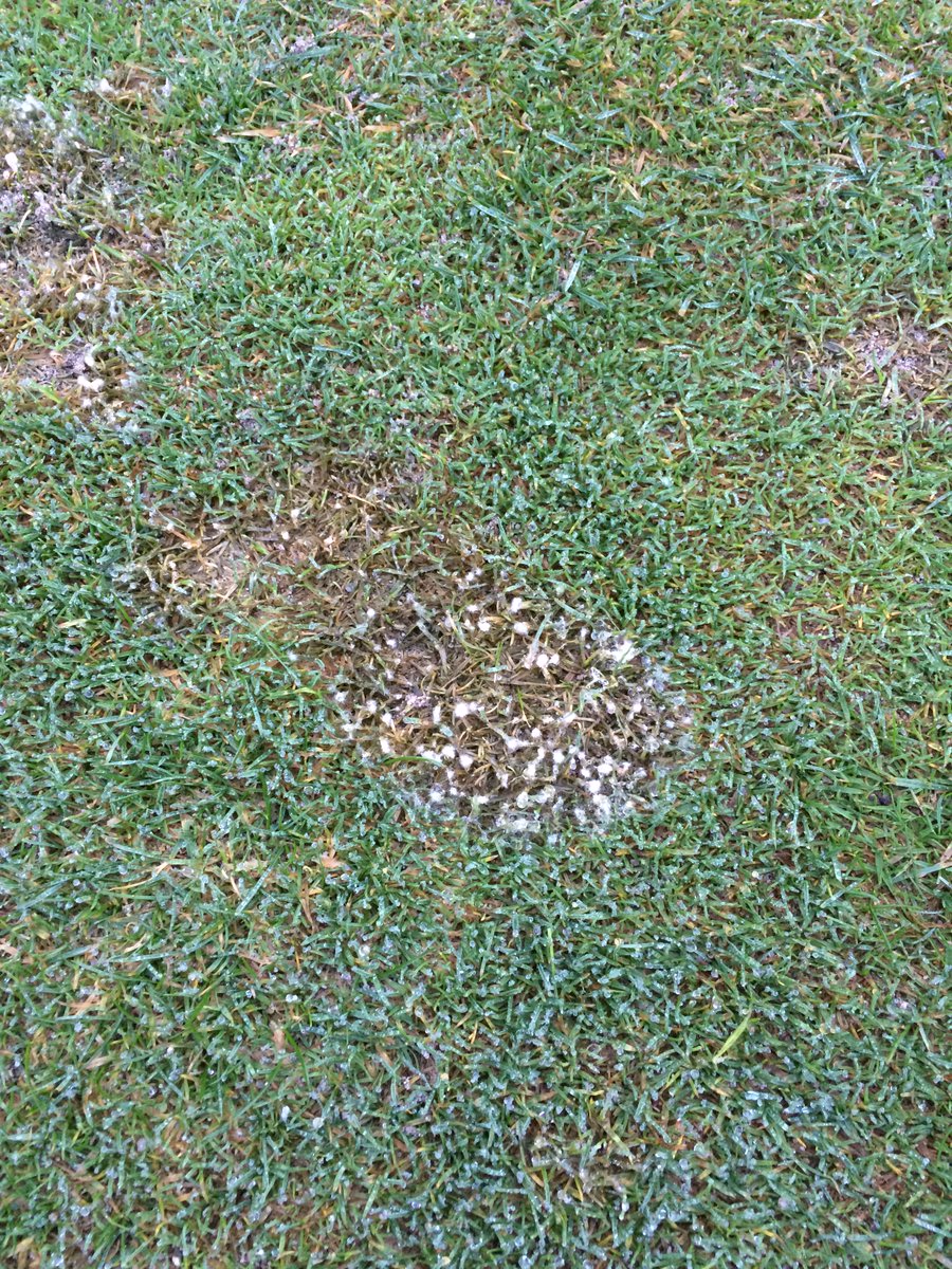 Microdochium Pressure is High! 🌡️

This season, proactive control is everything. With Turf Tracker’s forecasts, you can time applications to protect turf before pressure peaks.

Microdochium won’t wait — will you be ready? turftracker.net

#TurfTracker #Microdochium