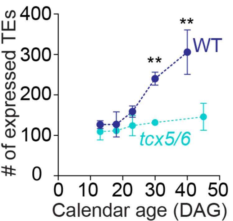 Lastly, and this is definitely the icing on the cake -- we found a gene regulatory mechanism that can likely explain all of this. Mutants for this mechanism show *zero* epigenetic aging, as well as no increase in TE transcripts in older tissues