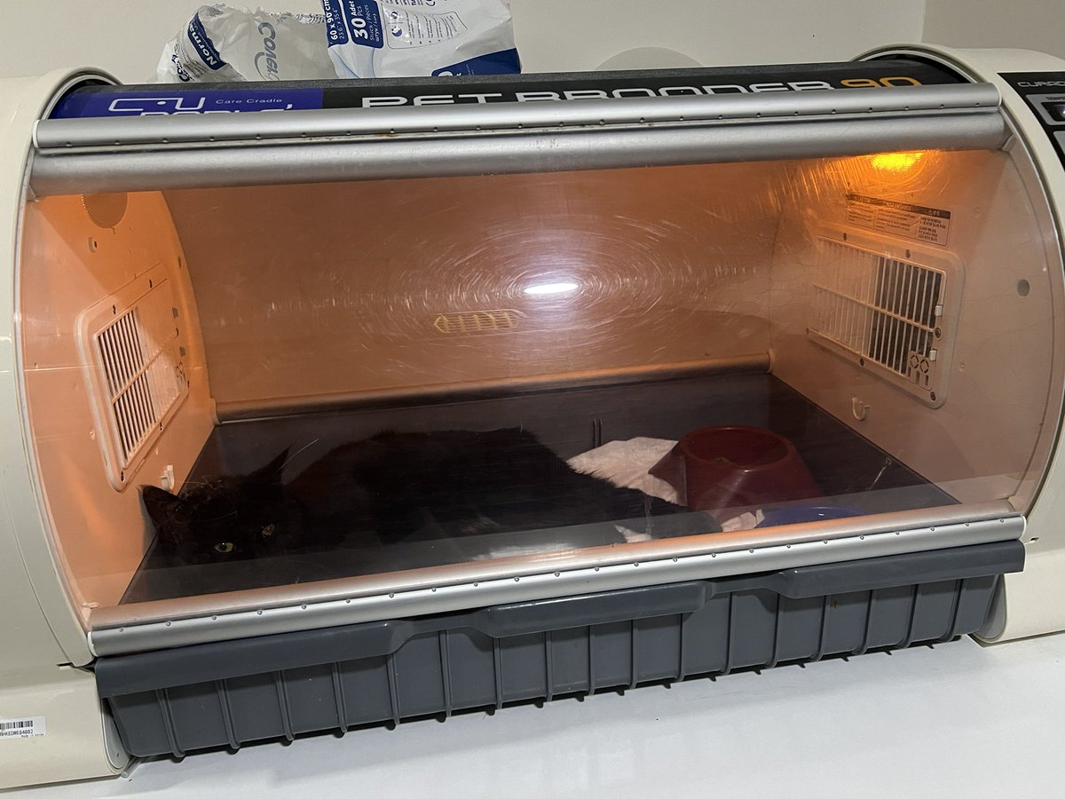 Zzzagorrr's tweet photo. merhabalar. bu talihsiz yavruyu cumartesi günü sabah ayrancı’da bir sokaktaki apartmanın giriş katında vasistas cama popo iç kısımda kalacak şekilde sıkışmış buldum. evin sahibi bey çıkartmaya çalışıyordu, birkaç dakika bağır çağır derken sıkıştığı yerden çıkmasıyla++++ https://t.co/liQnm2k5x3