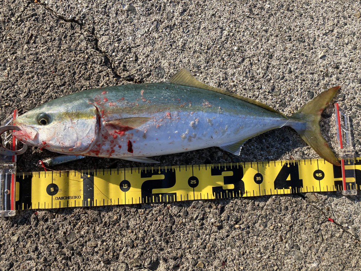 jeross_Chamile's tweet image. 3年ぶりぐらいに青物ゲット

久々にやると、新鮮で面白い🤣

#ショアジギング 
#青物
#ヤマイ
#ステキ針
#Micro_Jigging_Assist_Hook M ショート
#TULALA
#Harmonix_Corona_106_MHRC_HX