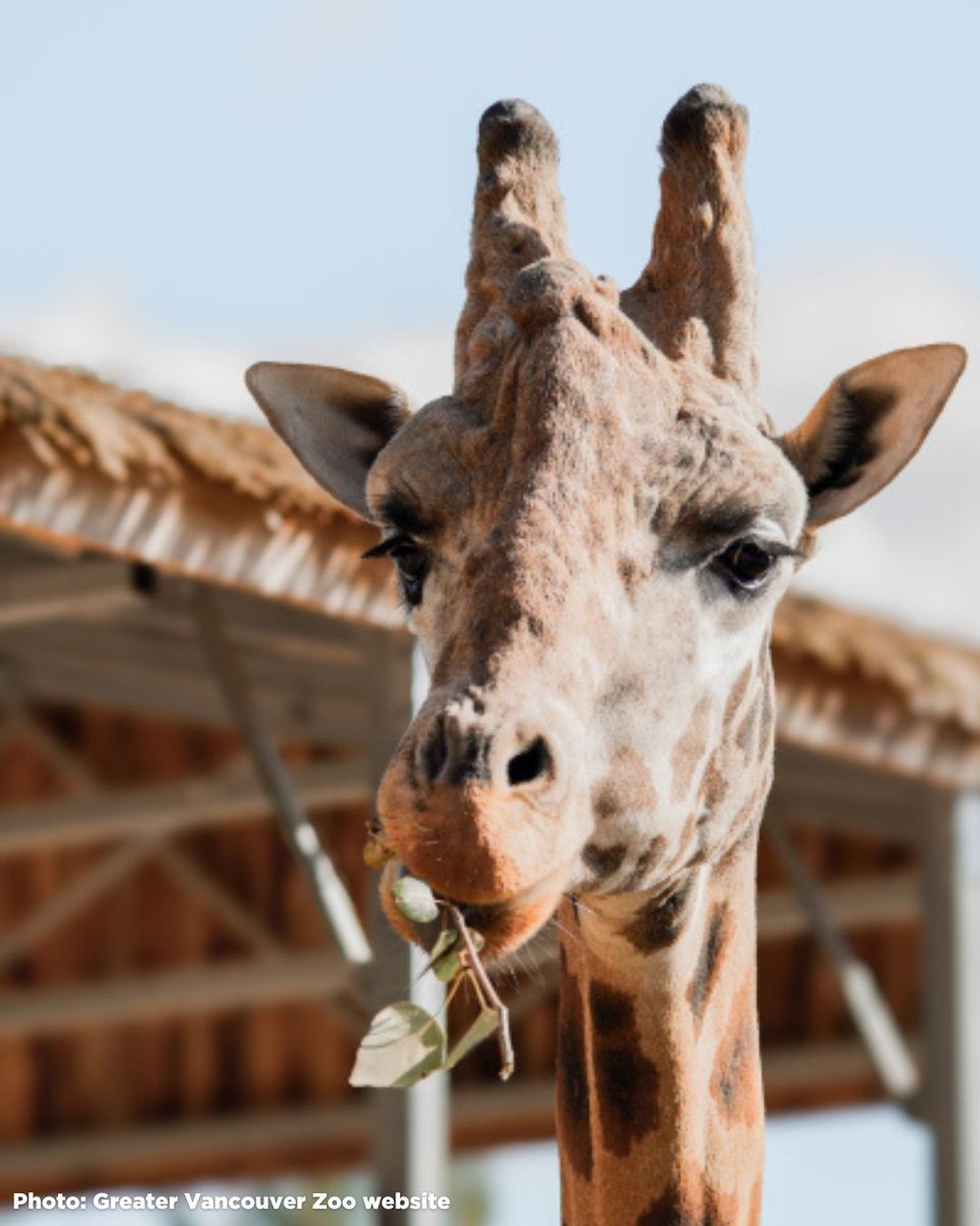 Animal Justice tweet media