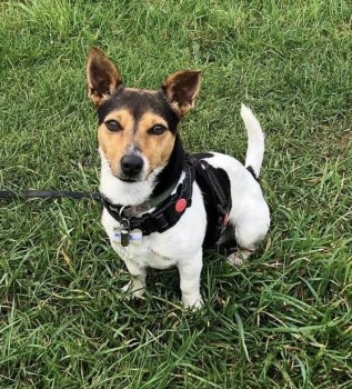 millypod1's tweet photo. BRICK HOME SAFE. THANKS FOR RT's 😊🐕🐾

🆘1 NOV 2024 #Lost BRICK #ScanMe #Tagged
Jack Russell Terrier Male 
Fields Babraham Road behind buildings where the River flows and new trees have been planted
#Sawston #Cambridge #Cambridgeshire #CB22 https://t.co/7LYMkK6riH https://t.co/IHj6uTKJhD