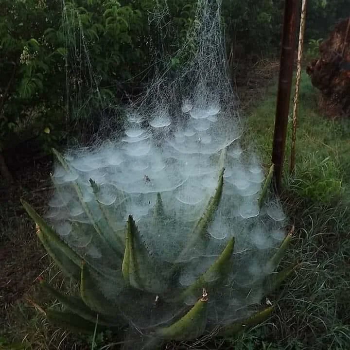 Rainmaker1973's tweet photo. Extremely dense spiderweb on an aloe vera plant https://t.co/cwMl6W25Co