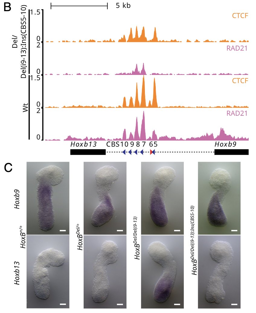 Denis Duboule (@duboule) on Twitter photo Using an embryo-model to study Hoxb13 regulation and its impact on tail growth. Now <a href="/PNASNews/">PNASNews</a> 🙏Lucille, Joska, Celia, Hocine et al👍<a href="/EPFL/">EPFL</a> <a href="/UNIGEnews/">Université de Genève</a> <a href="/cdf1530/">Collège de France</a> <a href="/the_Node/">the Node</a> #InHoxWeTrust
pnas.org/doi/epdf/10.10… Using an embryo-model to study Hoxb13 regulation and its impact on tail growth. Now <a href="/PNASNews/">PNASNews</a> 🙏Lucille, Joska, Celia, Hocine et al👍<a href="/EPFL/">EPFL</a> <a href="/UNIGEnews/">Université de Genève</a> <a href="/cdf1530/">Collège de France</a> <a href="/the_Node/">the Node</a> #InHoxWeTrust
pnas.org/doi/epdf/10.10…