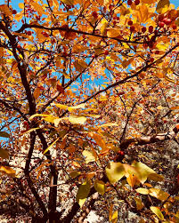 Bazen , yara bandı gibidir hayat. Koparmaya çalıştığın tüm yaralarını saklar.