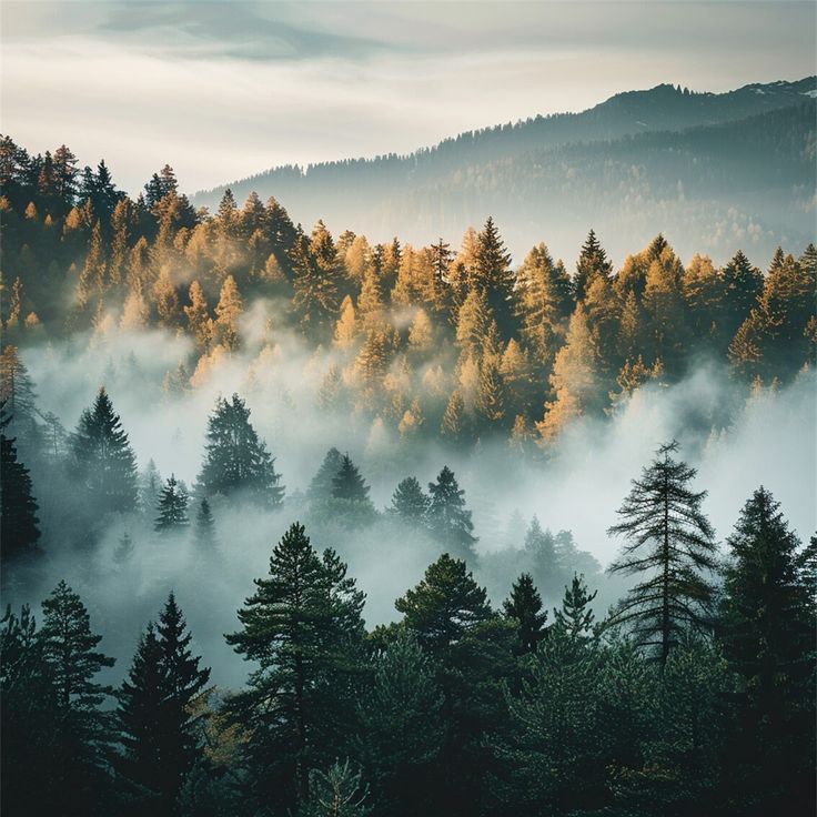 The peace of mind🍃🌿