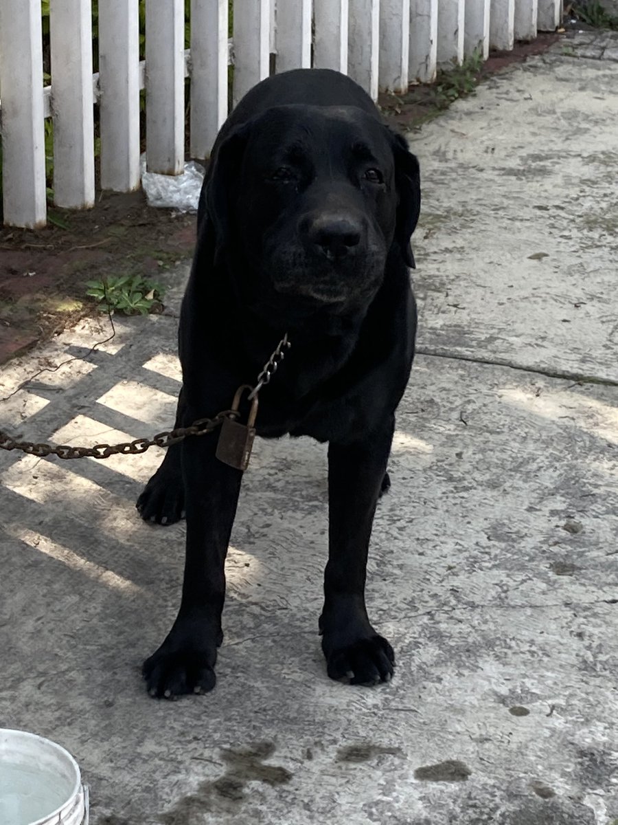 FAIT001's tweet photo. @anafvega Favor de difundir, peludito perdido en Rerorno de los Leones, en Las Águilas, lo tiene en custodia el policía de la caseta. https://t.co/YVdOyrUJzk