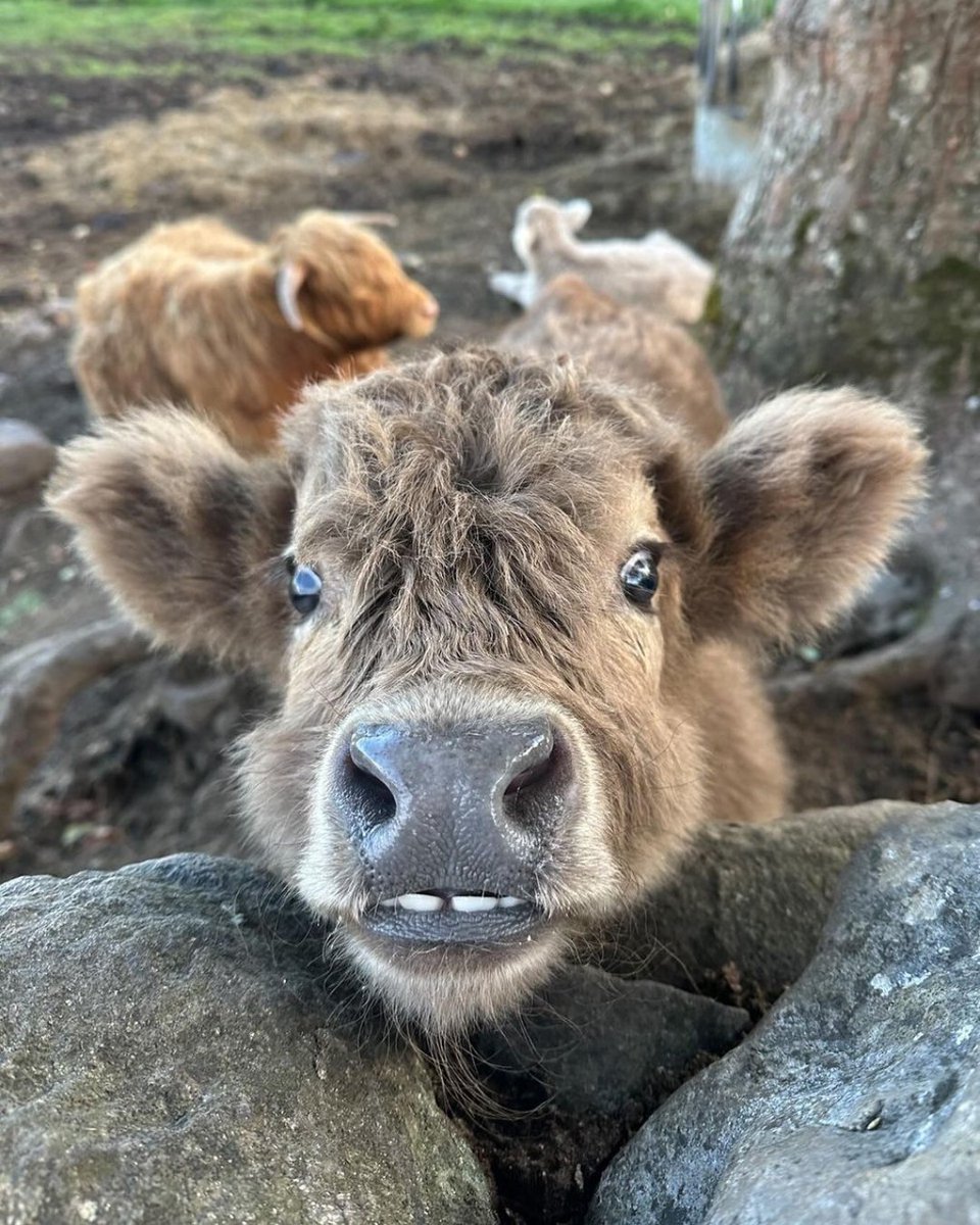 Smile! It's #Coosday 😁 How cute is this cheeky cheesin' coo?! 🐮

📍 Drumnadrochit, #Highlands 📷 IG/quilacridhe