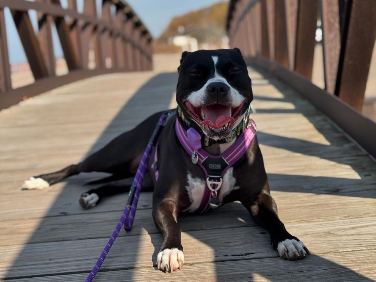 FitBark (@fitbark) on Twitter photo We had ourselves an adventure ππ₯°πΎ π· : @jenjen_n_thepitties We had ourselves an adventure ππ₯°πΎ π· : @jenjen_n_thepitties
