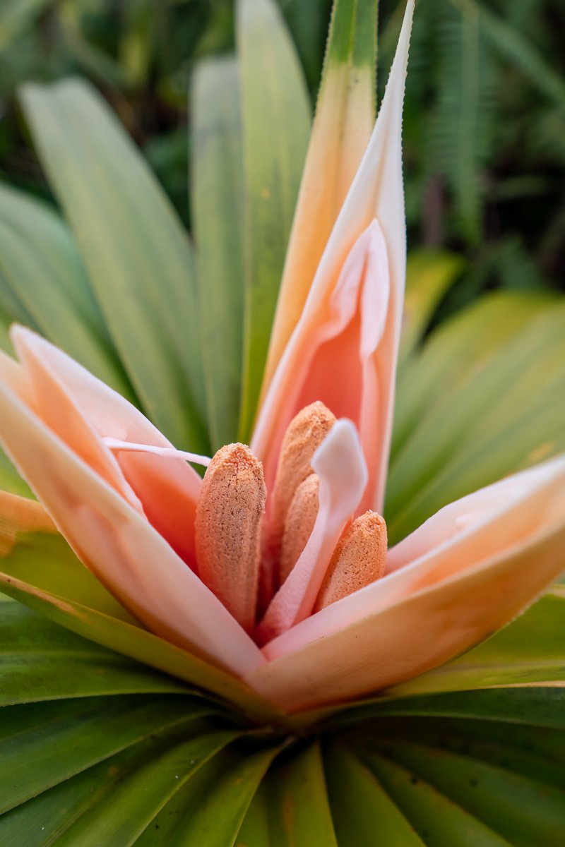 Q7 In addition to birds native in Hawaiʻi, I’ve been fortunate to witness hundreds of the roughly 1,400 native Hawaiian plants, 90% of which can only be found in Hawaiʻi.

What unique plants and foliage have you encountered in your travels? #Parkchat