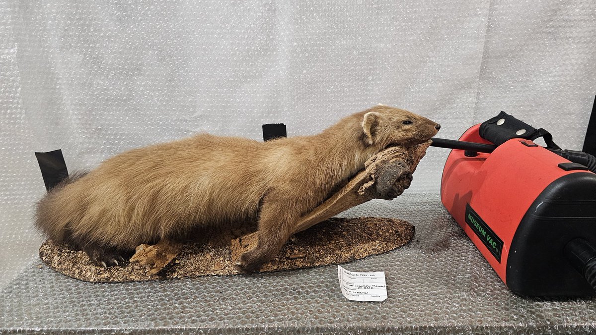 AshleyScopes's tweet photo. This is pine marten is one of my favourite bits of taxidermy in the Ipswich museum collection. With such an adorable expression its definitely in my top 10. #taxidermy https://t.co/ny6ugBvSUU