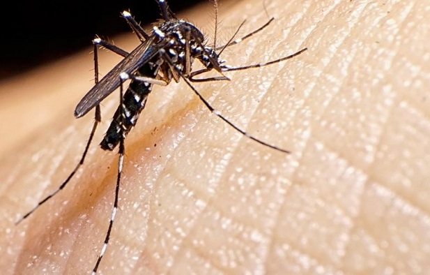 StoneFlySalud's tweet photo. 🧵 Hilo: Primer caso de dengue autóctono en la Ciudad de Buenos Aires detectado en 2024. Detalles, contexto y comparativa con la temporada anterior 👇 https://t.co/ZaY32gSm4I