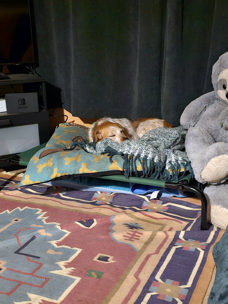 Zoe Askey (@flouncers) on Twitter photo Thank you to <a href="/ClassicFM/">Classic FM</a> <a href="/mrdanwalker/">Dan Walker</a> Pet Classics is definitely helping Willow this evening! #petclassics Thank you to <a href="/ClassicFM/">Classic FM</a> <a href="/mrdanwalker/">Dan Walker</a> Pet Classics is definitely helping Willow this evening! #petclassics