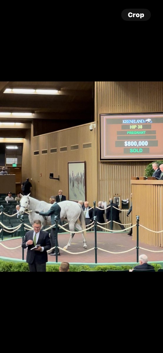 So excited for my mare Piedi Bianchi- She was knocked her whole career for being a small Indy Bred — Well this Indy bred finally got respect as she sold today for 800k