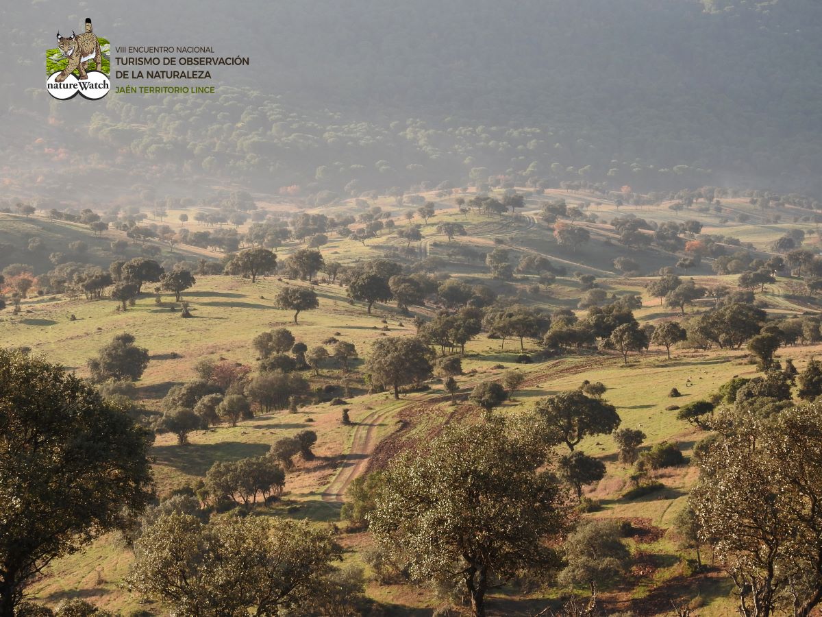 Estos paisajes de la Sierra Morena Jienense acogerán el VIII Encuentro Nacional de Turismo de Observación de la Naturaleza, #naturewatchjaénterritoriolince 28-30 noviembre.
Inscripciones encuentronaturewatch.com
#encuentronaturewatch #jaénparaísointerior  #jaénterritoriolince