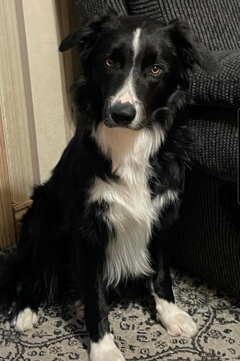 🖤AVAILABLE FOR ADOPT🖤

DEXTER is a super handsome boy.  He's not long turned 1 year old.  He's a real lovely boy.

He gets on with the dogs at the rescue but we think he would prefer to be an only dog at home.

We were told in his previous home he was good with cats and kids