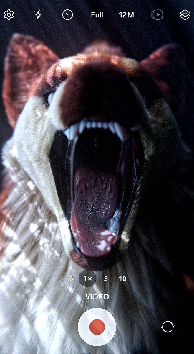 UmbraShiny's tweet photo. maybe next time pay attention to your surrounds, if you dont wanna end up vlogging yourself sliding down a hungry predators throat that is.... then again there probably wont be a next time for you.. https://t.co/U2xOdlmbhJ