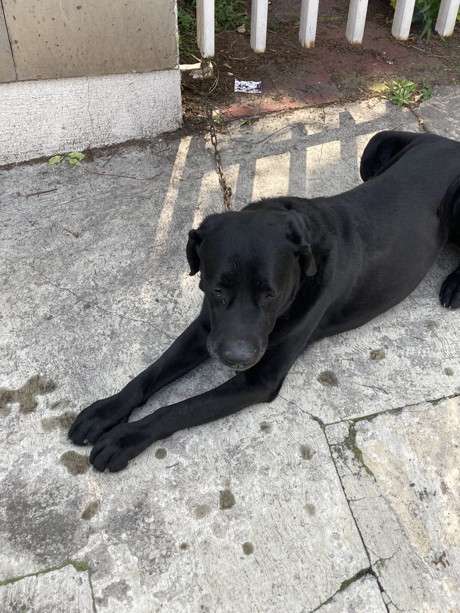 FAIT001's tweet photo. @inakimanero Hola, por favor ayúdame a difundir, peludito encontrado en Retorno de los Leones, en Las Aguilas. Lo tiene en custodia el policía de la caseta. https://t.co/WgOIKxb6QJ