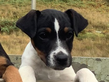 millypod1's tweet photo. 🆘4 NOV 2024 #Lost JACK #ScanMe
Jack Russell Terrier Cross Male
Please note he is now two, but the photo was taken when he was still a pup.
Abergwesyn Common in #Powys is a vast wilderness, #MidWales #Wales #LD5   PLEASE SHARE.
https://t.co/6v614dN9D3 https://t.co/8eKbIQAddK
