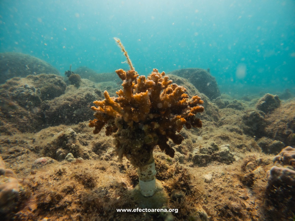 EfectoArena's tweet photo. La restauración de corales es fundamental para proteger la biodiversidad marina. A través de la Jardinería de Coral, trabajamos para recuperar los arrecifes, creando un hogar seguro para cientos de especies.

Tú puedes unirte y apoyar esta causa: https://t.co/HkPl98Cl3e https://t.co/YPPcYx4nmO