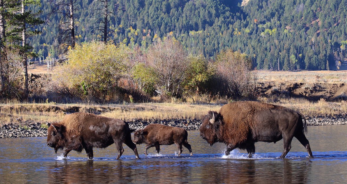 AltYellowstoneNatPar tweet media