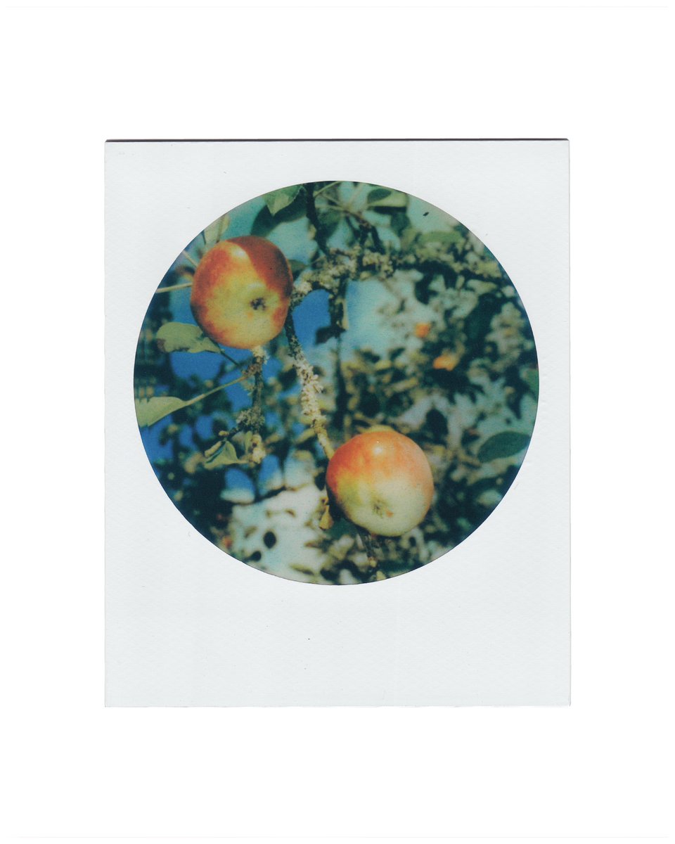 voilacam's tweet photo. 🍎 https://t.co/RSeWOBQDTc