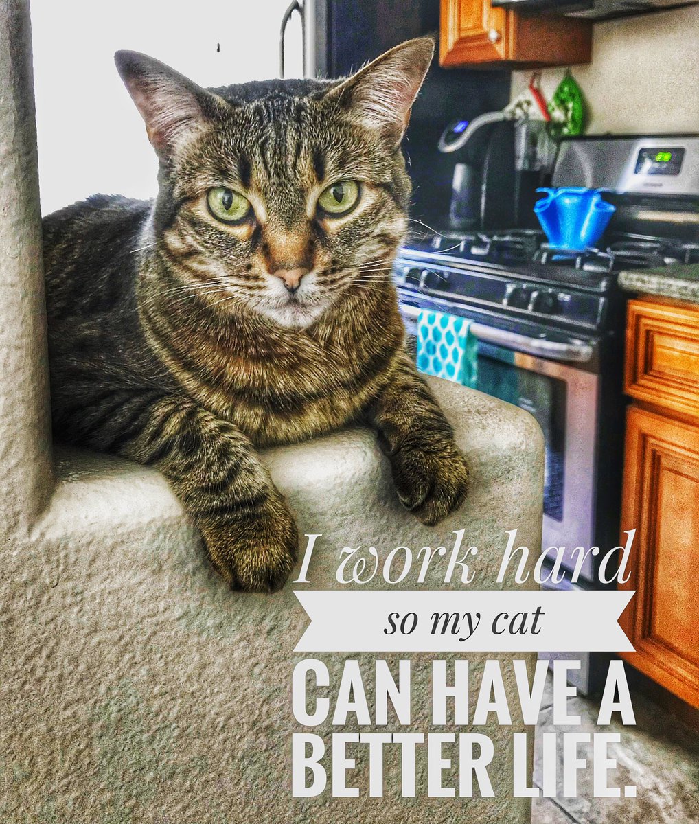 HollywoodHiDee's tweet photo. #RIP my sweet Ellie. The most loving cat that anyone could hope for. Your loss is going to leave a big hole in our home. You were everything that is good in this world, but I know you’re in heaven chasing birds and not suffering anymore. #RainbowBridge 💔 https://t.co/AZpHeS13cr