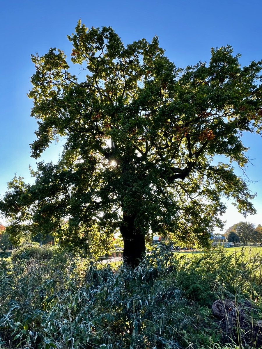 FoWimbledonPark's tweet photo. Read this informative and balanced press article on the possible legal challenges to the AELTC plans to bulldoze and build over Grade II* Heritage #WimbledonPark, Metropolitan Open Land (Green Belt). https://t.co/HfB3bGRF7D
