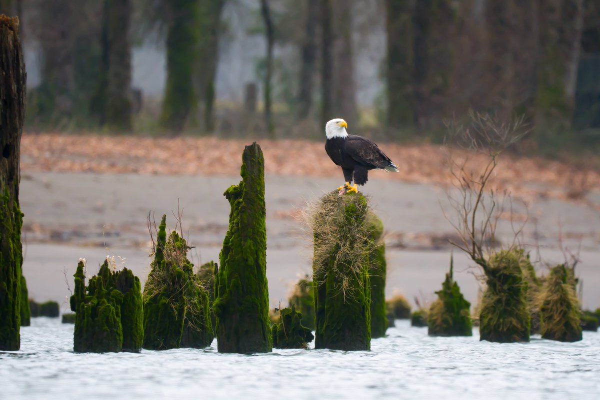 USFWSPacific's tweet image. River views, dining for one.

A beautiful bald eagle finishes eating its catch while perched atop an old wood piling in the lower Columbia River.

USFWS photo: Jake Bonello
