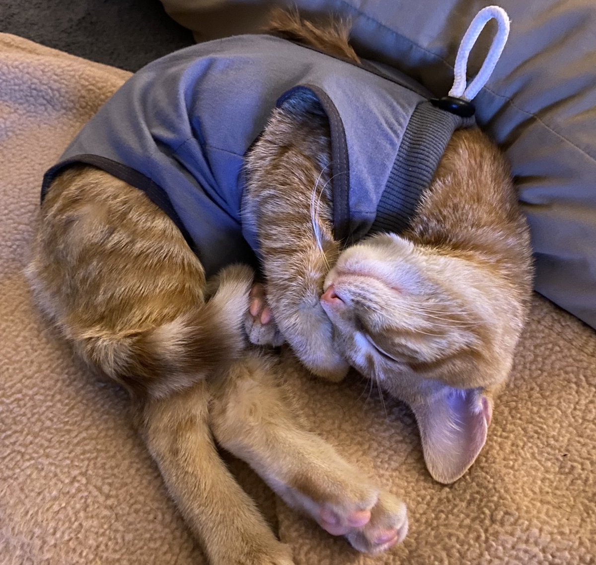 The resting has intensified! She’s soaking up a lot of anxiety and turning it into kitten dreams.