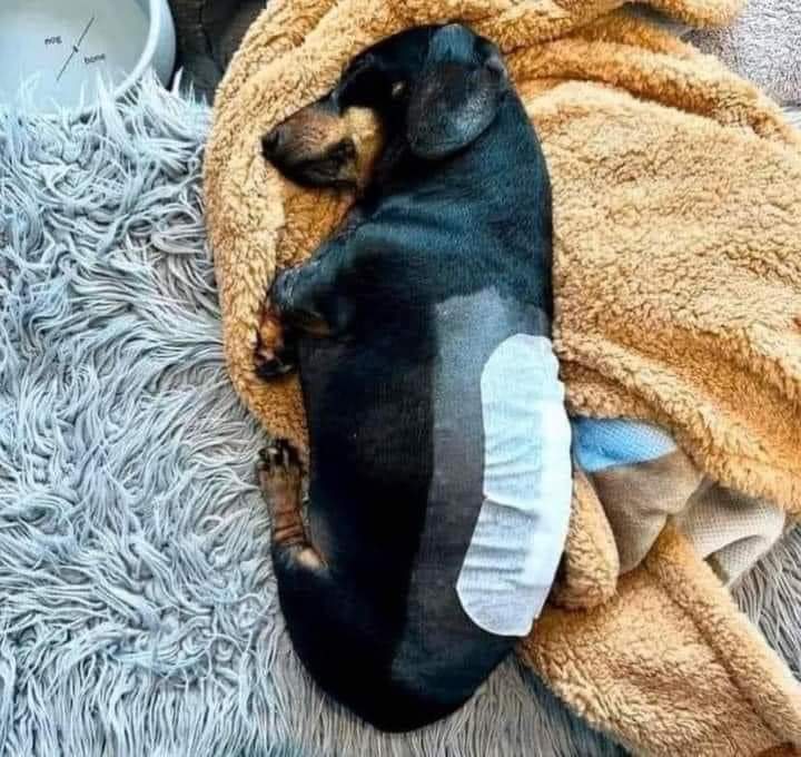 My dog is sick 😔😔 please don't swipe past without sending him a Healing prayer 🤍🙏