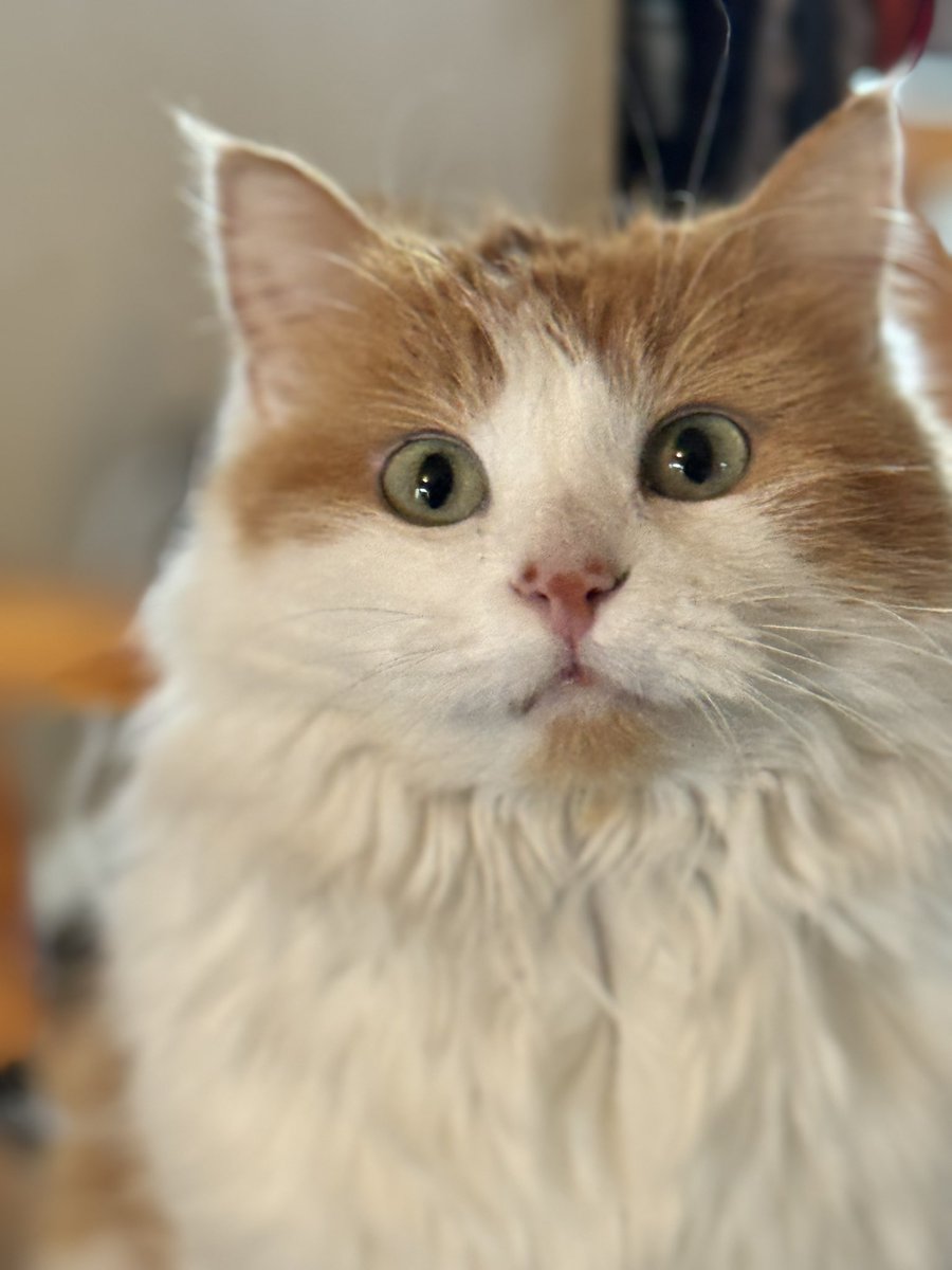 Bunsen, Beaker, Bernoulli & Brix tweet media