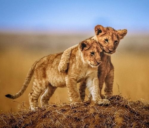 _Victory55's tweet photo. Our kids ✖️
our cubs ✔️

#sunVictory https://t.co/MS7RwMfkT8