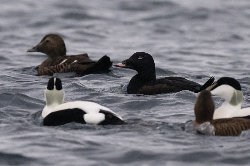 This Drake White-winged Scoter was a nice surprise amongst the Bluemull Sound Eiders today. Though clearly the Girlsta bird from a few weeks ago, it was pretty freekin awesome to find it there and enjoy such amazing views particularly as I hadn’t gone to see it previously.