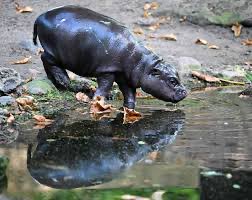 Toni - The Baby Hippo tweet media