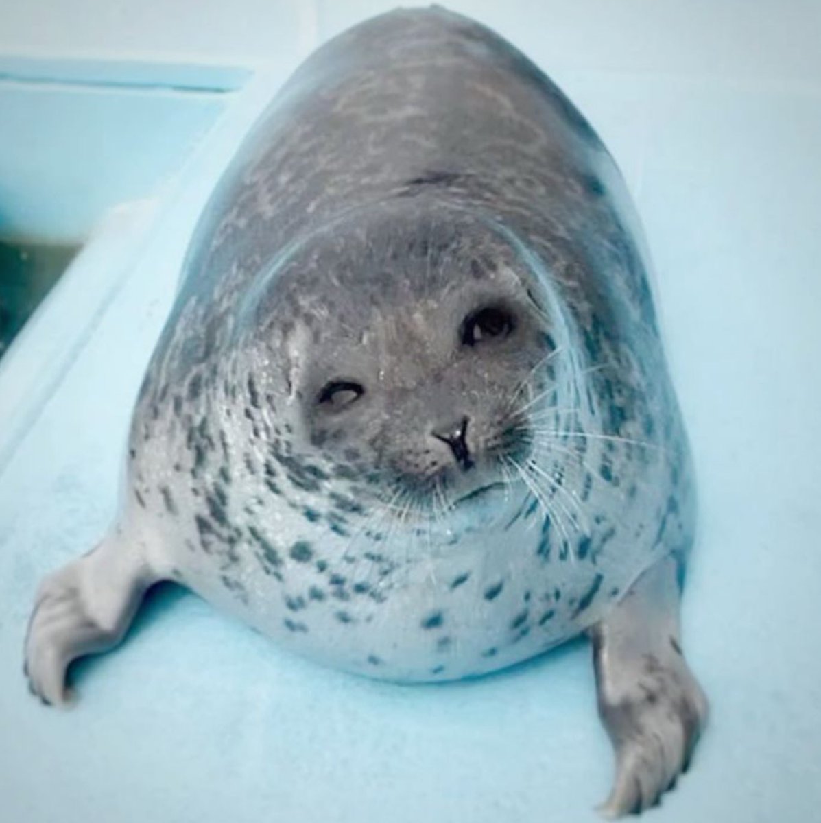 Sealyne_'s tweet image. Hello #sealtwt! I am a super new member here ☺️ My name is Noelle and I ADORE seals! My main account is @EMPORIOSMOM ♡ My fave is Ponsuke and Yo-chan, but I will post about some of the babies in SRI!! I hope we can be moots ♡