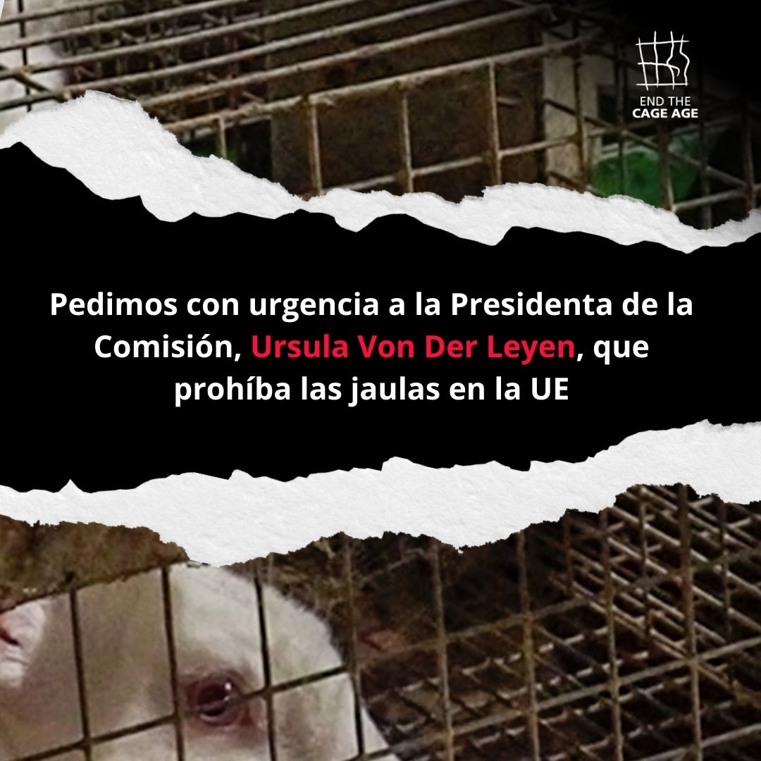 CIWF_ES's tweet photo. 👉 Involúcrate

🎬 mira el vídeo en nuestra bio
↪️ comparte este post
📨envía un email a @ursulavonderleyen 
 🔗Entra a: https://t.co/8V3zywkjpX https://t.co/nYhdOw0yhY