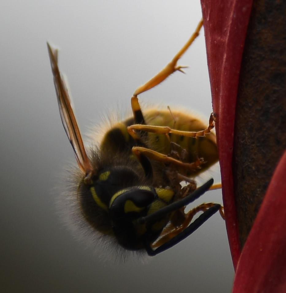vcginganinja's tweet photo. @Nick_Pettigrew Spotted this guy having a snack, luckily the camera behaved and snapped this shot https://t.co/HLCNDEdeja