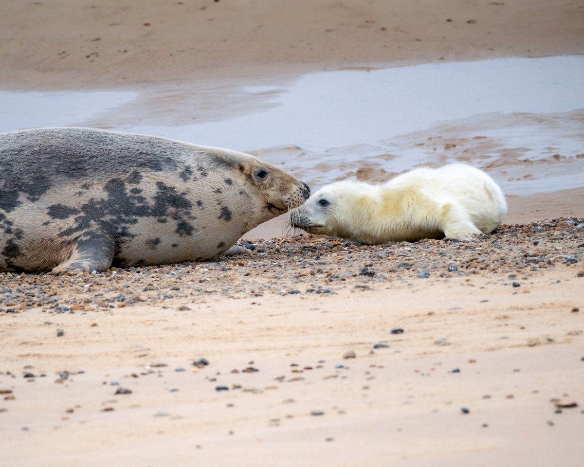 Some of the first grey seal pups born on Blakeney Point as pupping season gets underway. From a few dozen pups currently, the numbers are expected to reach around 4,500 by the end of the season.
 
📷Hanne Siebers
 
(Images taken from more than 20m away, using an 800mm lens)